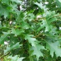 Ąžuolas raudonasis (Quercus rubra)